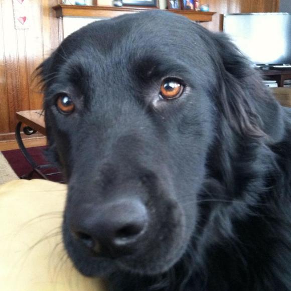 Meet your Posher, Chris - Picture 1 of 1